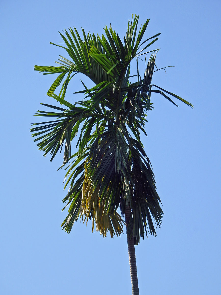 Chambeyronia macrocarpa (Brongn.) Vieill. ex Becc.