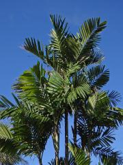 Chambeyronia macrocarpa (Brongn.) Vieill. ex Becc.