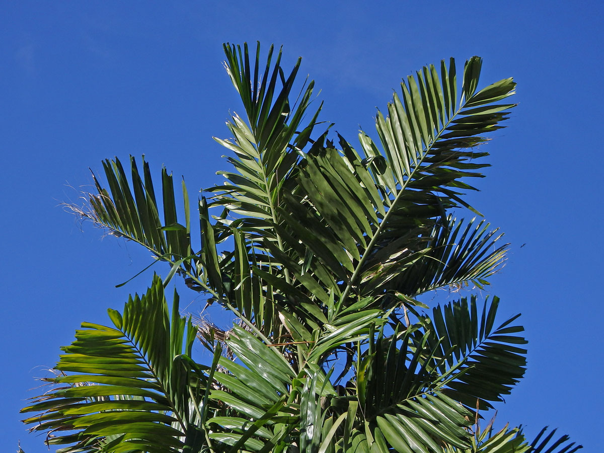 Chambeyronia macrocarpa (Brongn.) Vieill. ex Becc.