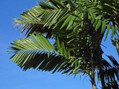 Chambeyronia macrocarpa (Brongn.) Vieill. ex Becc.