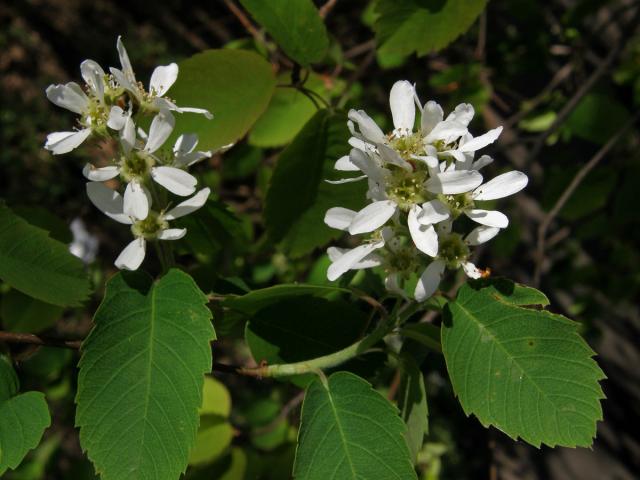 Muchovník krvavý (Amelanchier sanguinea (Pursh) DC.)