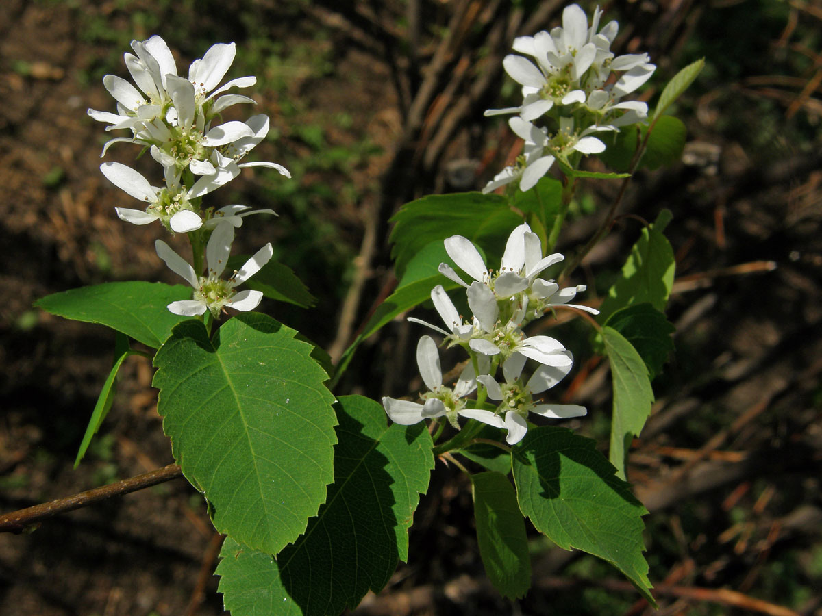 Muchovník krvavý (Amelanchier sanguinea (Pursh) DC.)