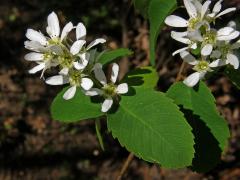 Muchovník krvavý (Amelanchier sanguinea (Pursh) DC.)