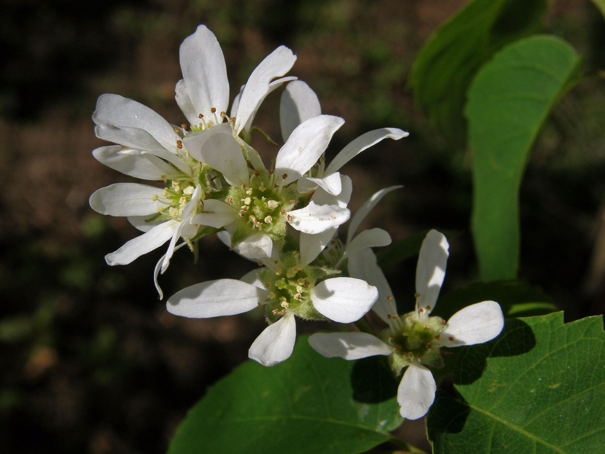 Muchovník krvavý (Amelanchier sanguinea (Pursh) DC.)