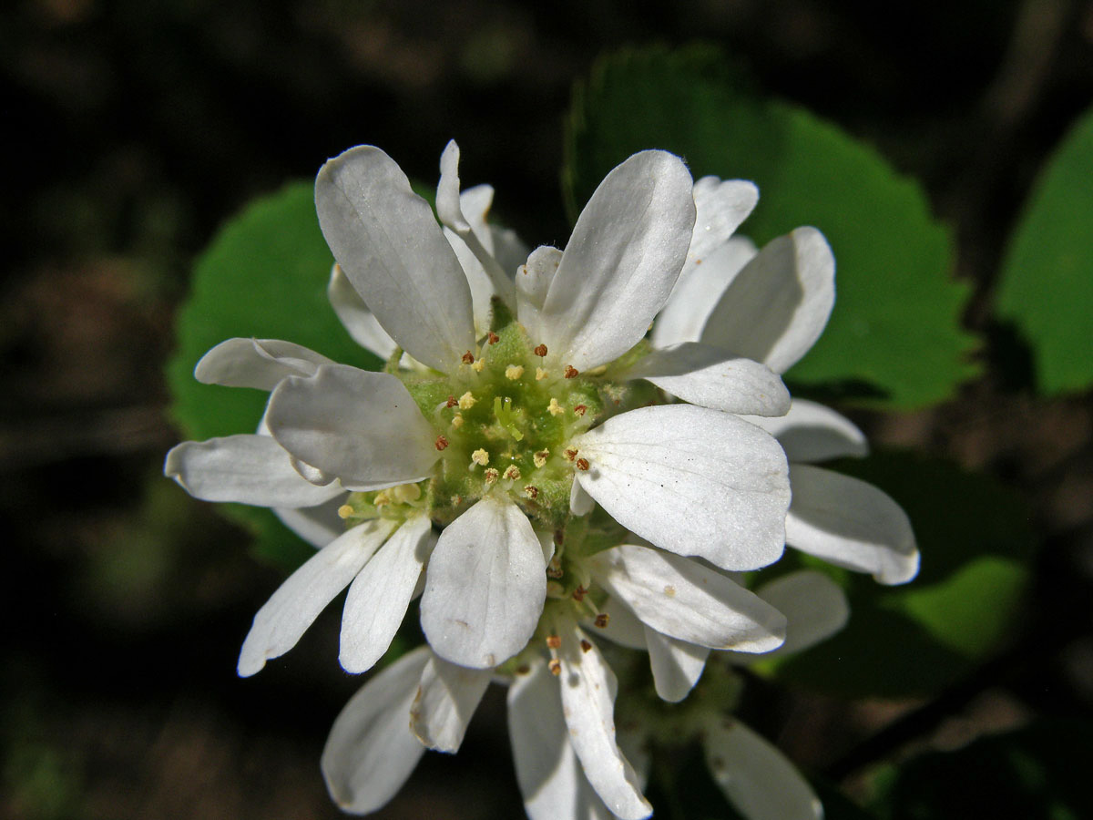 Muchovník krvavý (Amelanchier sanguinea (Pursh) DC.)