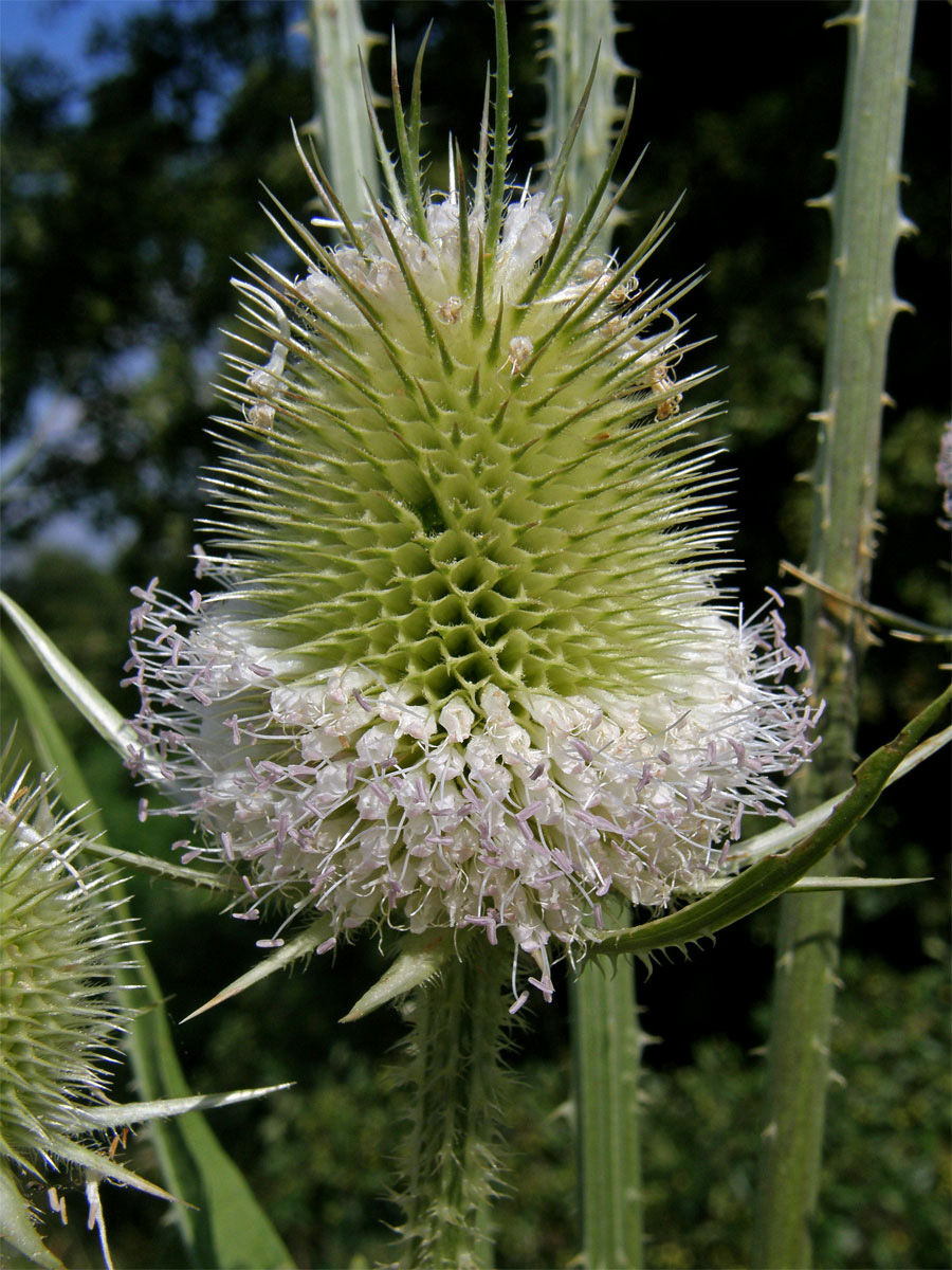 Štětka laločnatá (Dipsacus lacinatus L.)