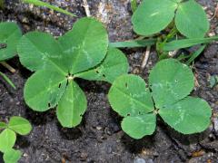 Jetel plazivý (Trifolium repens L.) - vícelístky (1)