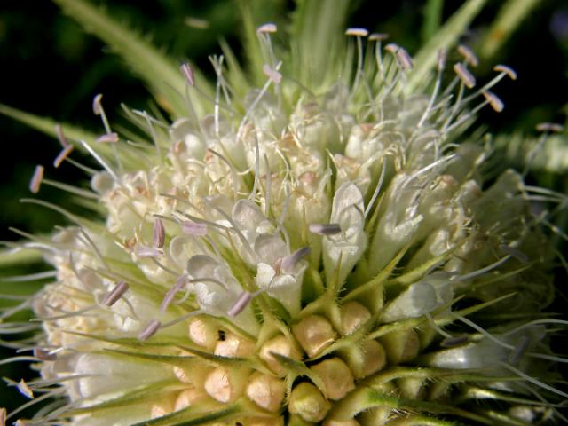 Štětka laločnatá (Dipsacus lacinatus L.)