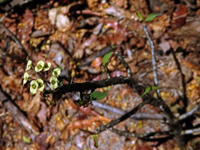 Pryšec (Euphorbia milii cv. antafikiensis)