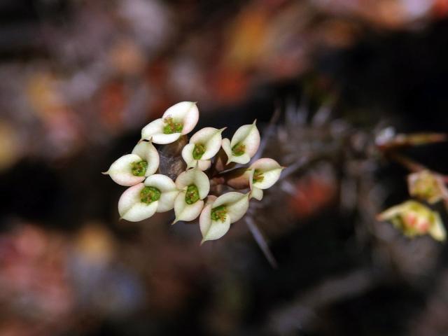 Pryšec (Euphorbia milii cv. antafikiensis)