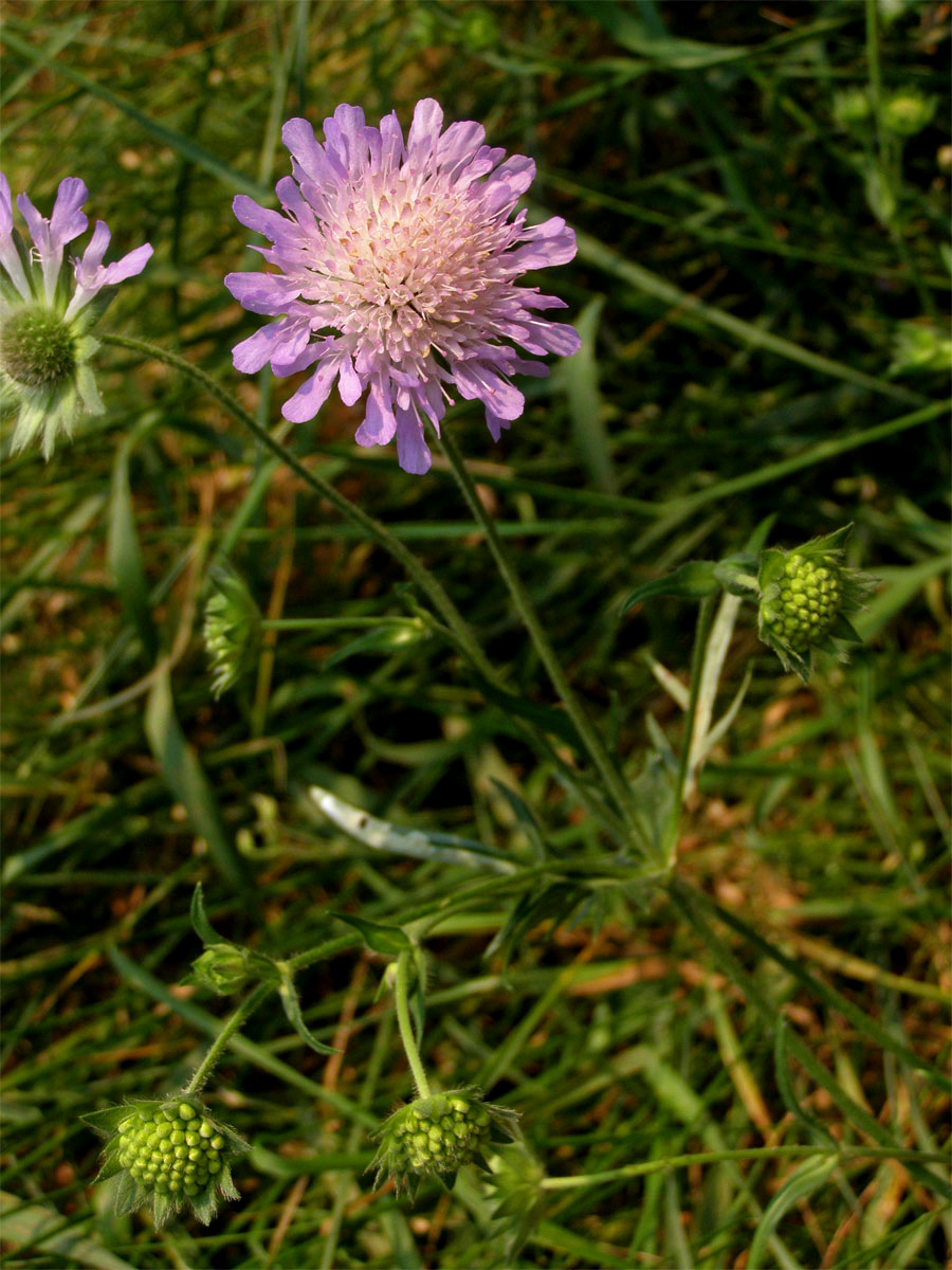 Chrastavec rolní (Knautia arvensis (L.) Coulter)