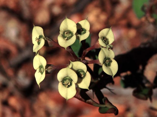 Pryšec (Euphorbia milii cv. antafikiensis)