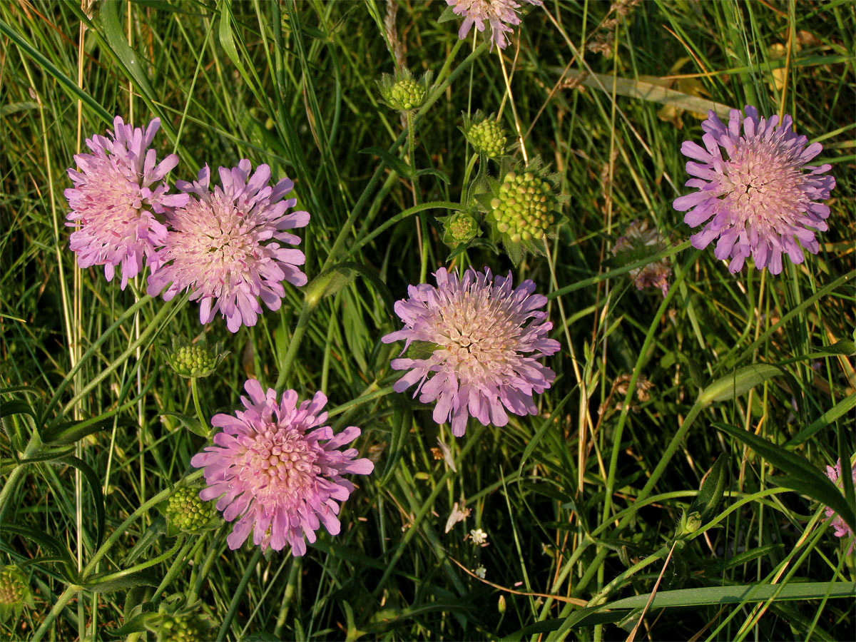 Chrastavec rolní (Knautia arvensis (L.) Coulter)