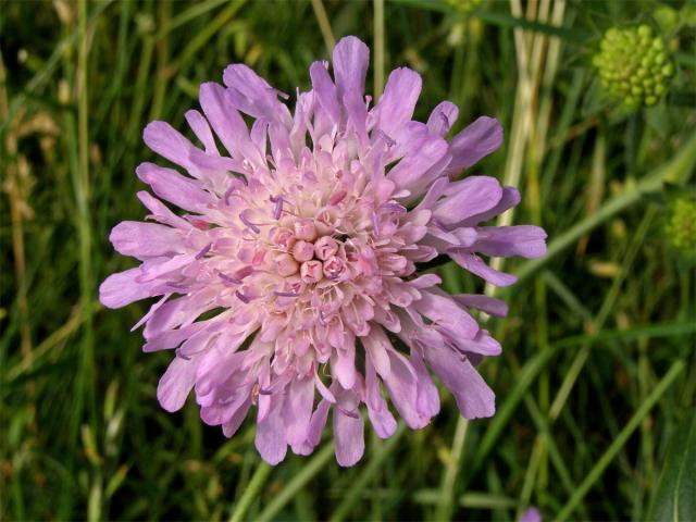 Chrastavec rolní (Knautia arvensis (L.) Coulter)