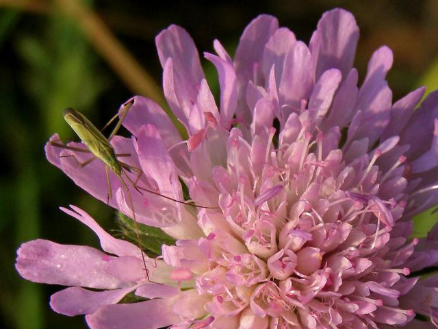 Chrastavec rolní (Knautia arvensis (L.) Coulter)