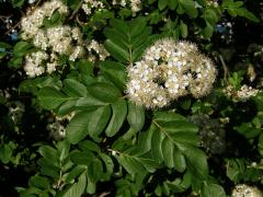 Sorbus aucuparia × Crataegus sanguinea (mezirodový hybrid)