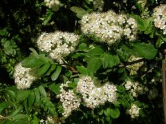 Sorbus aucuparia × Crataegus sanguinea (mezirodový hybrid)