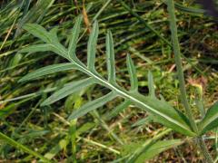 Chrastavec rolní (Knautia arvensis (L.) Coulter)
