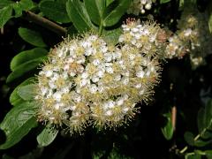 Sorbus aucuparia × Crataegus sanguinea (mezirodový hybrid)