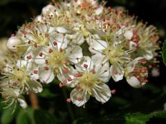 Sorbus aucuparia × Crataegus sanguinea (mezirodový hybrid)