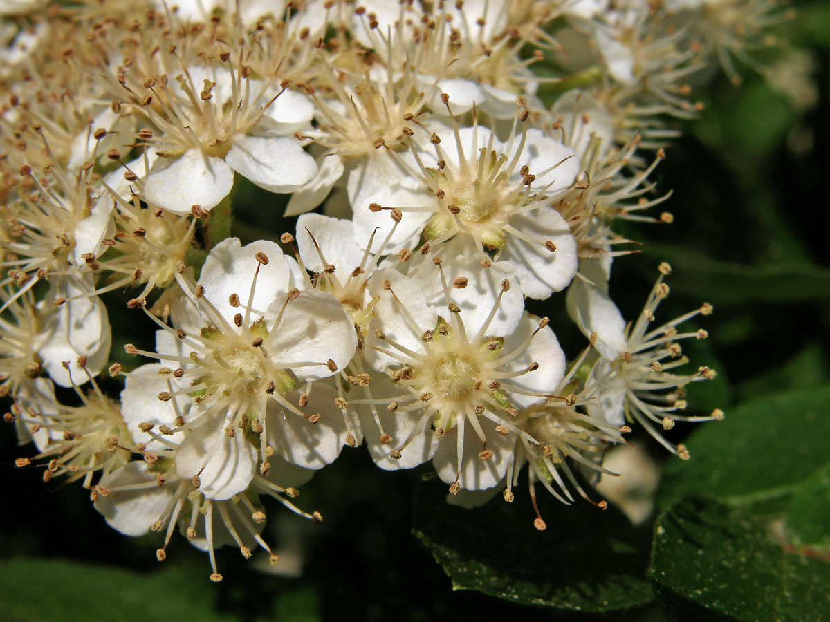 Sorbus aucuparia × Crataegus sanguinea (mezirodový hybrid)