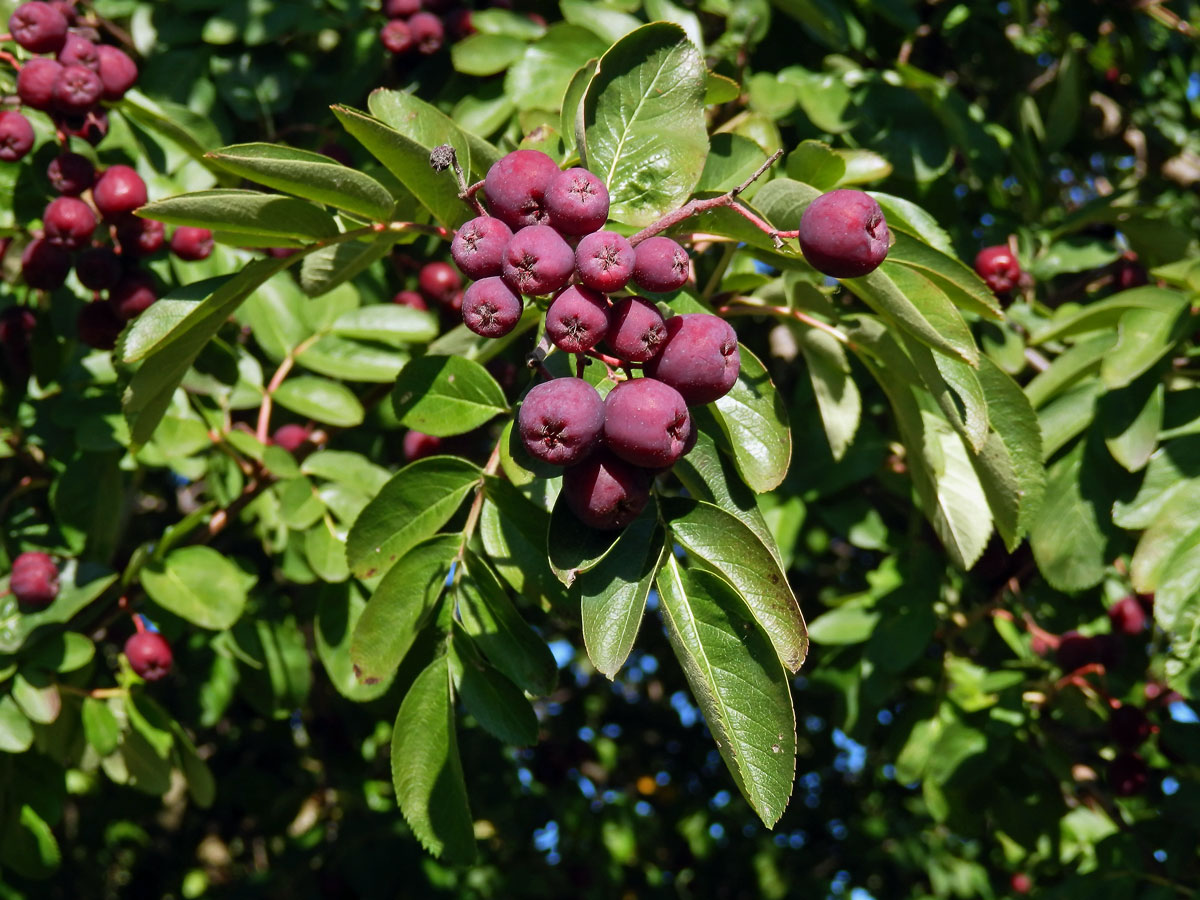 Sorbus aucuparia × Crataegus sanguinea (mezirodový hybrid)