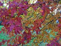 Sorbus aucuparia × Crataegus sanguinea (mezirodový hybrid)