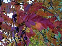 Sorbus aucuparia × Crataegus sanguinea (mezirodový hybrid)