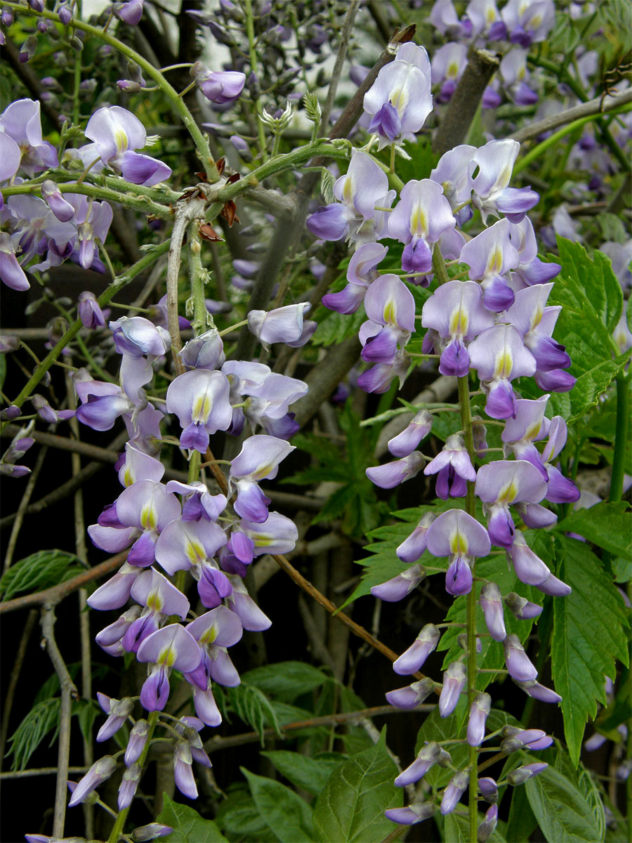 Vistárie čínská (Wisteria sinensis (Sims) Sweet)