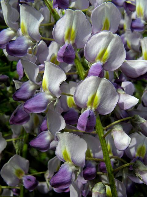 Vistárie čínská (Wisteria sinensis (Sims) Sweet)