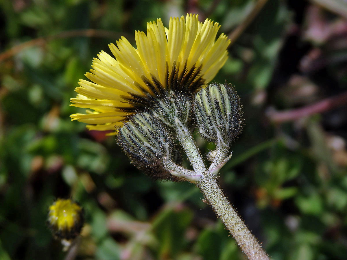 18_Hvězdnicovité: Jestřábník (Hieracium)