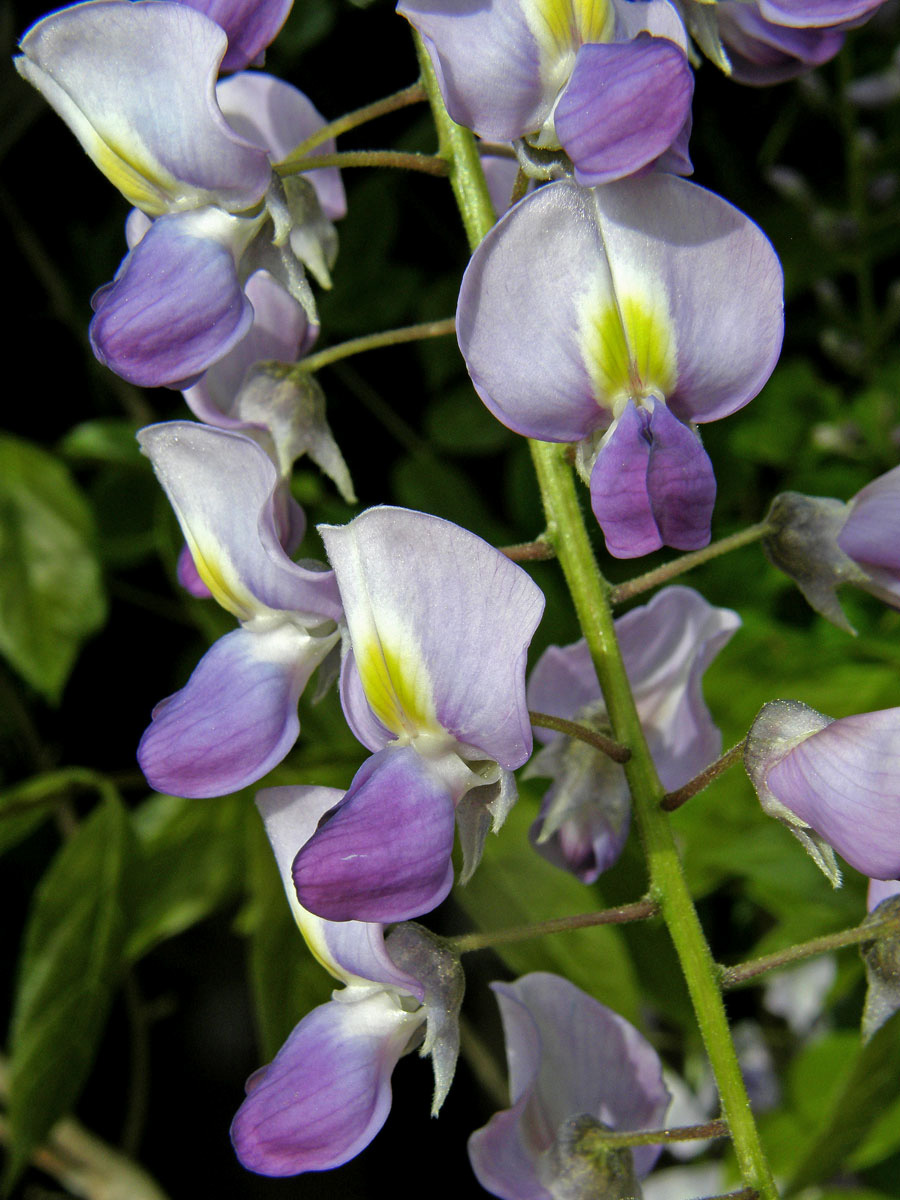 Vistárie čínská (Wisteria sinensis (Sims) Sweet)