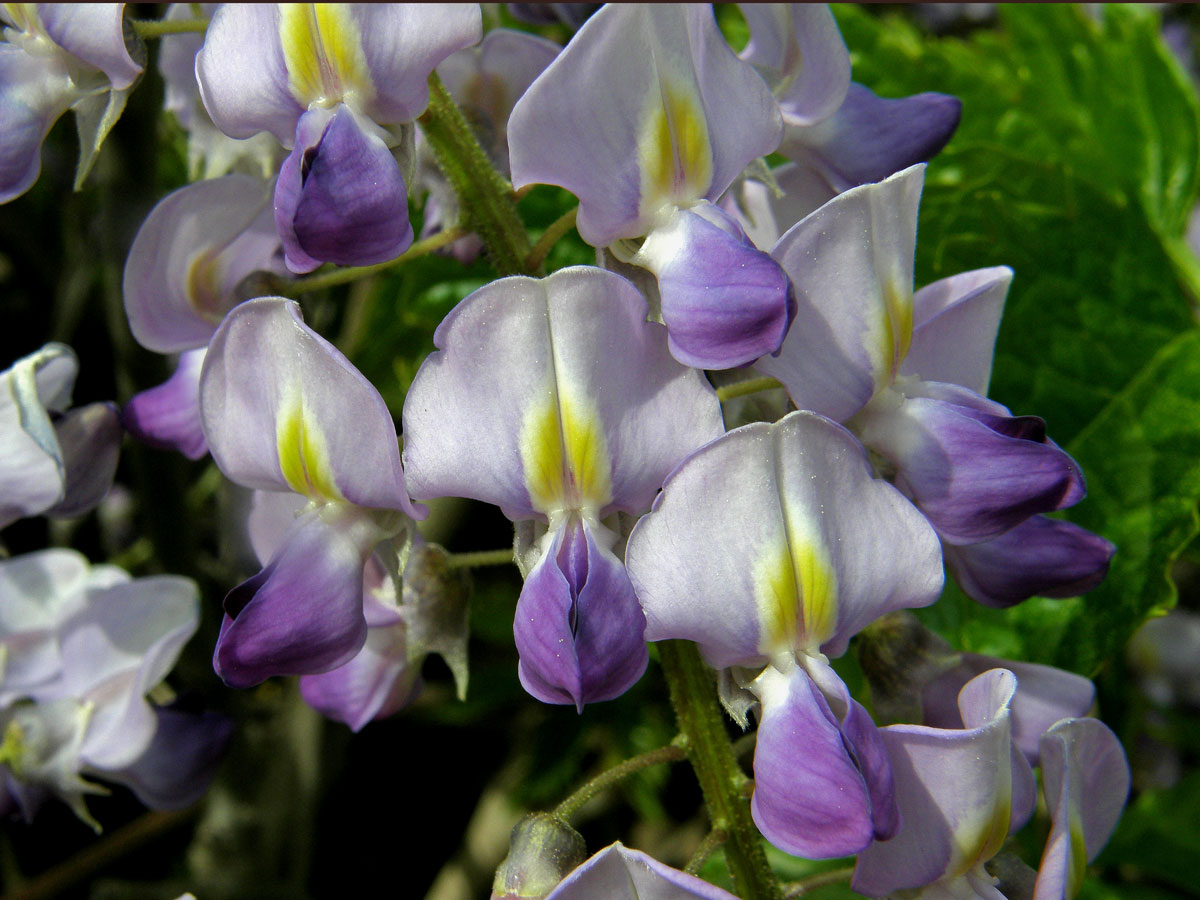 Vistárie čínská (Wisteria sinensis (Sims) Sweet)