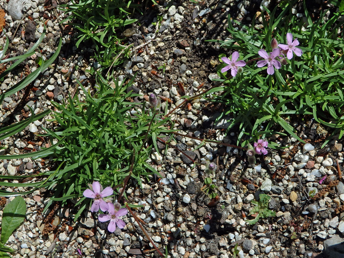 Mydlice (Saponaria caespitosa DC.)