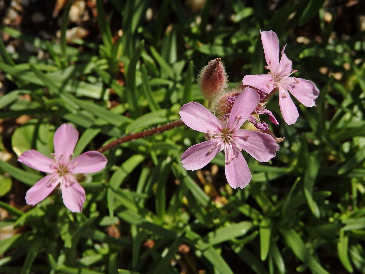 Mydlice (Saponaria caespitosa DC.)