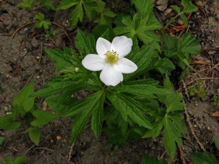 Sasanka kanadská (Anemone canadensis L.)