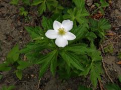 Sasanka kanadská (Anemone canadensis L.)