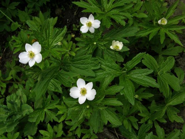 Sasanka kanadská (Anemone canadensis L.)