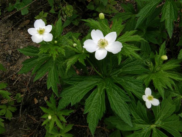 Sasanka kanadská (Anemone canadensis L.)