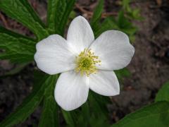 Sasanka kanadská (Anemone canadensis L.)