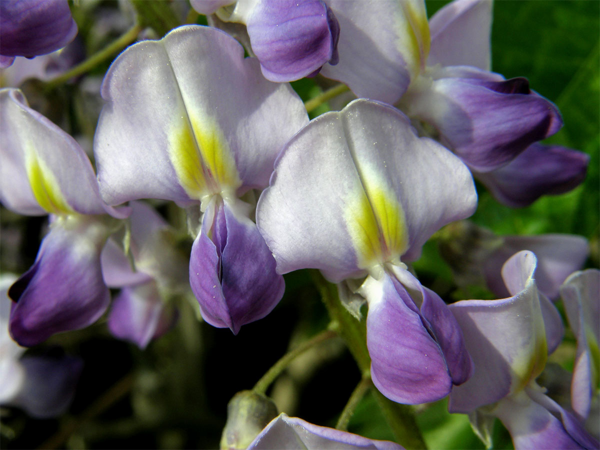 Vistárie čínská (Wisteria sinensis (Sims) Sweet)