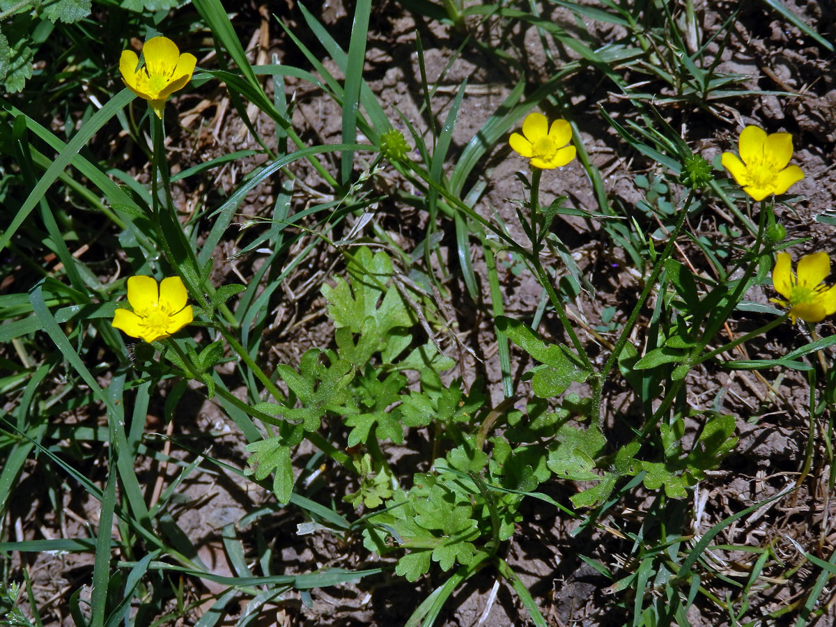 Pryskyřník sardinský (Ranunculus sardous Crantz)