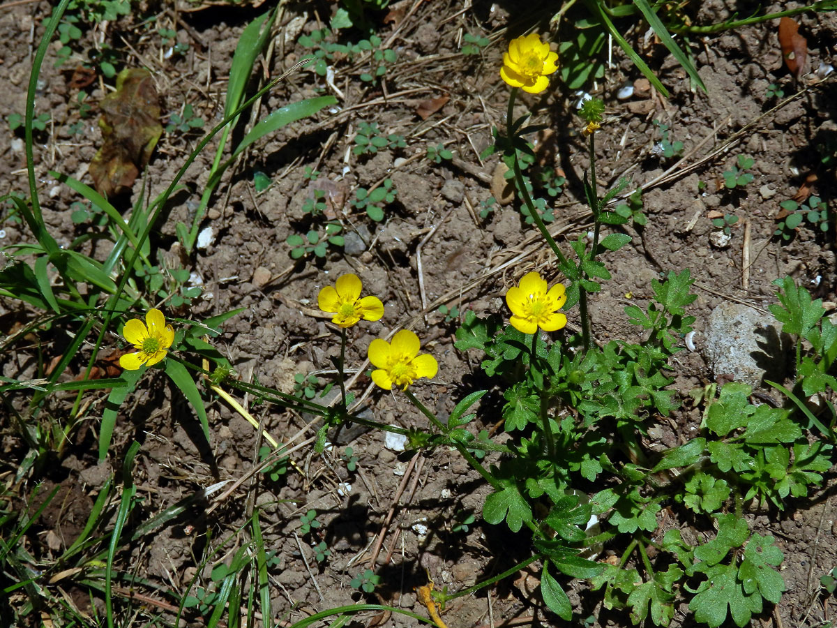 Pryskyřník sardinský (Ranunculus sardous Crantz)