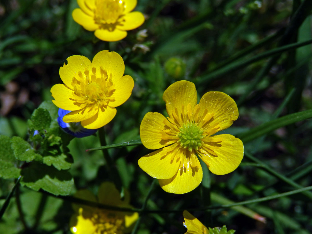 Pryskyřník sardinský (Ranunculus sardous Crantz)