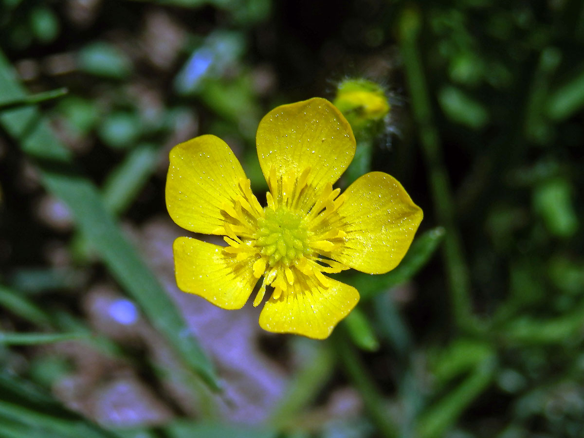 Pryskyřník sardinský (Ranunculus sardous Crantz)