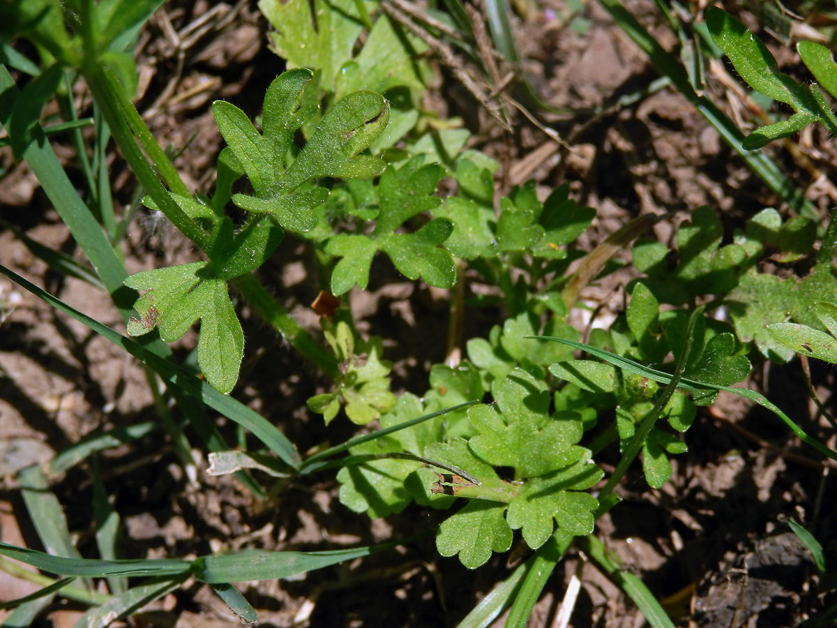 Pryskyřník sardinský (Ranunculus sardous Crantz)