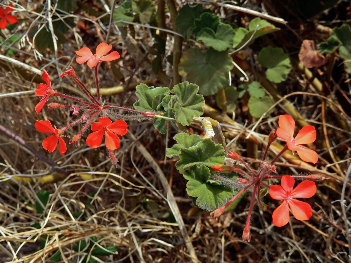 1_Kakostovité: Pelergónie (Pelargonium)