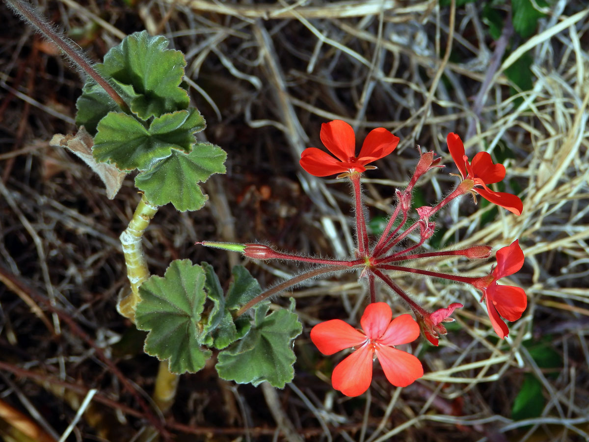 1_Kakostovité: Pelergónie (Pelargonium)