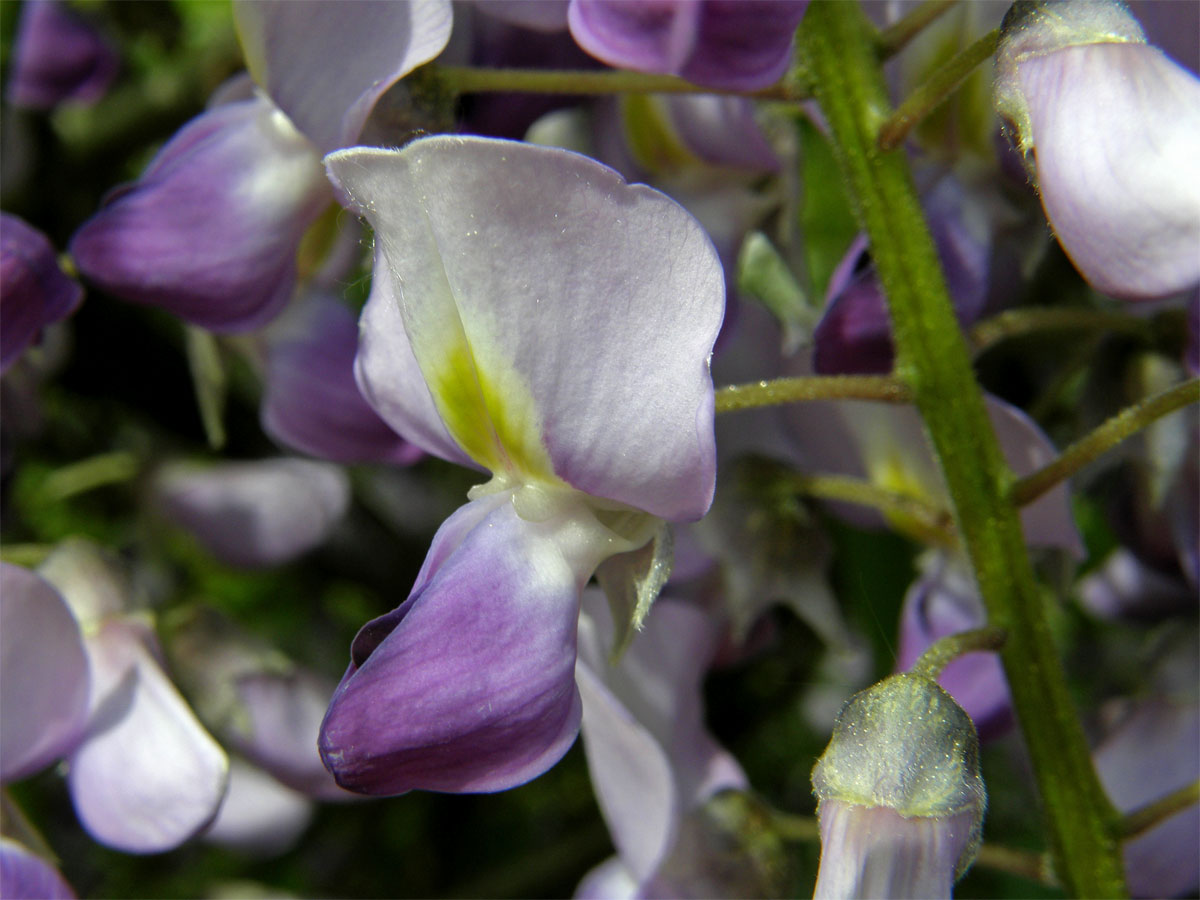 Vistárie čínská (Wisteria sinensis (Sims) Sweet)