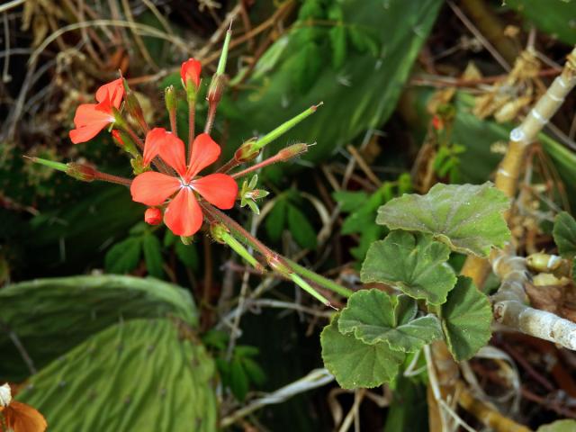 1_Kakostovité: Pelergónie (Pelargonium)